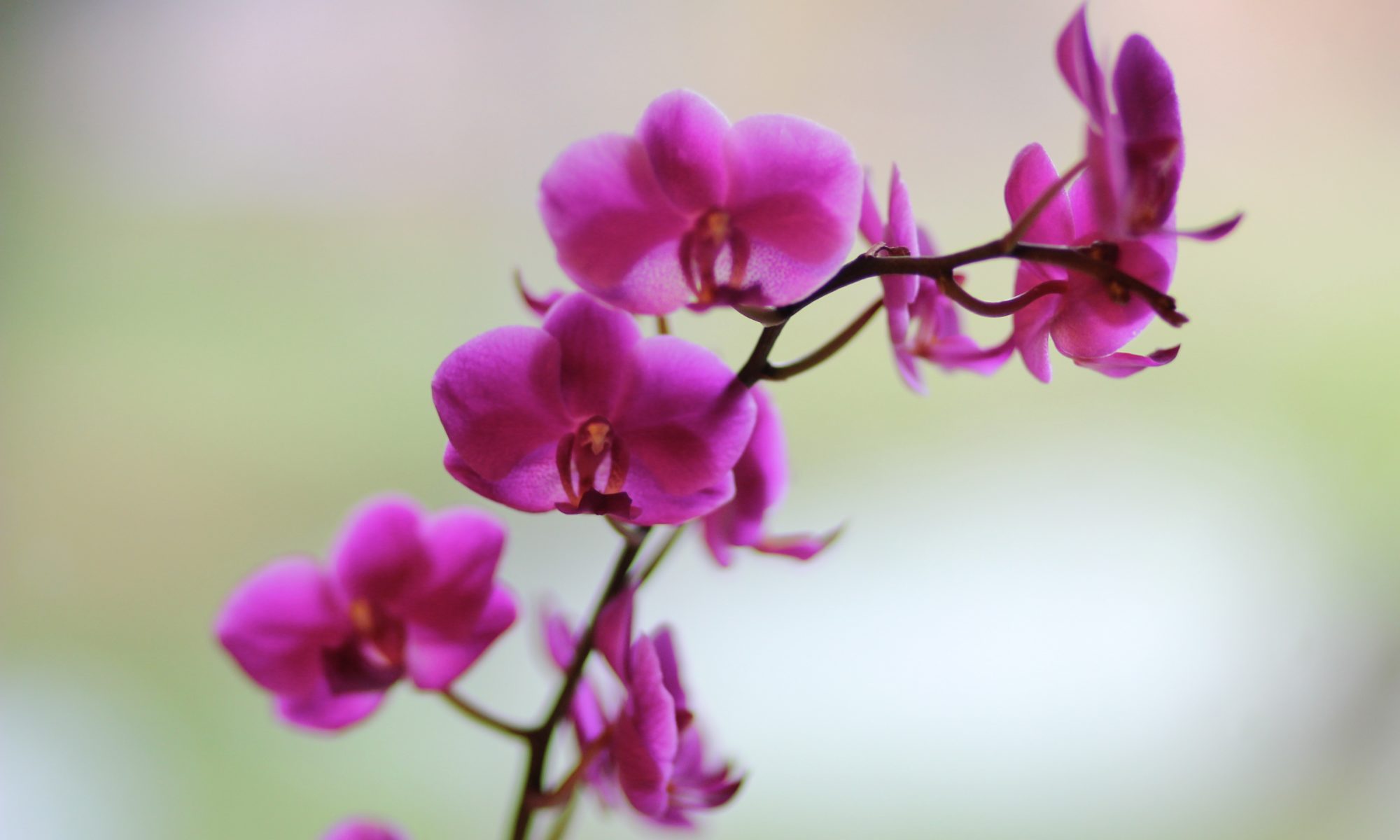 Mindful Qigong orchid